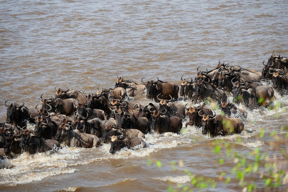 9-Day Great Migration Safari (Mara River Crossing) - Sabrahm Safaris