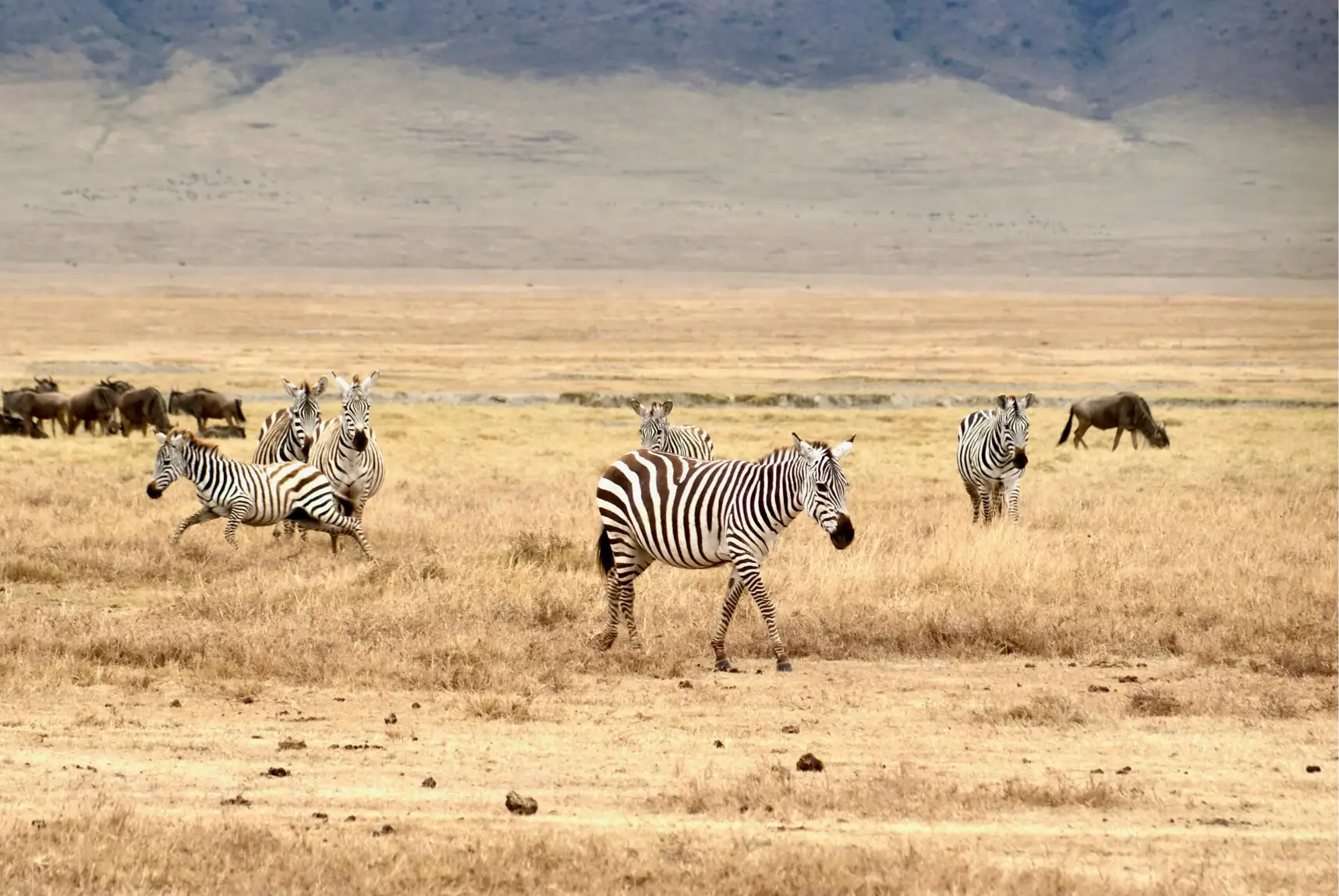 Ngorongoro