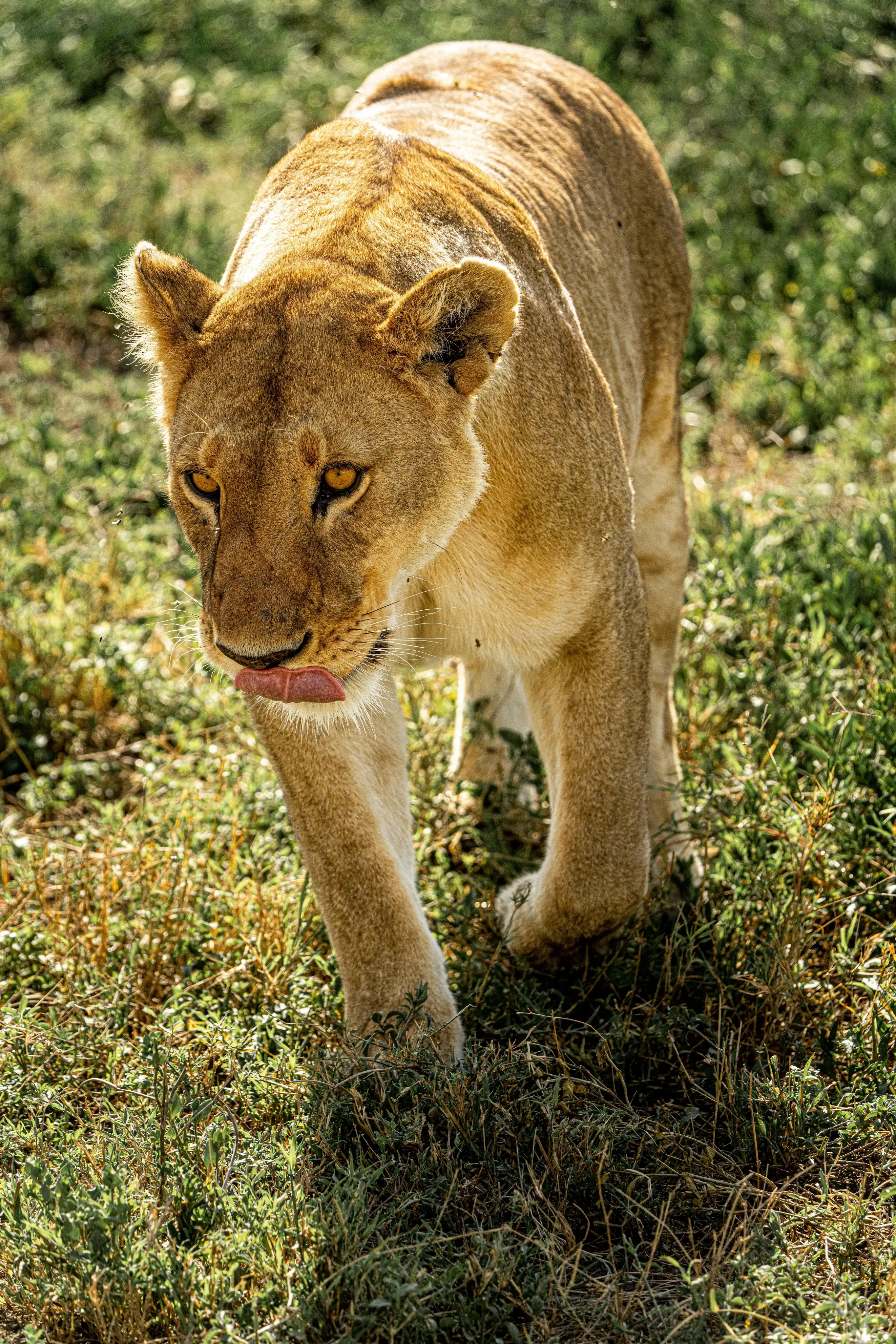 SERENGETI NATIONAL PARK