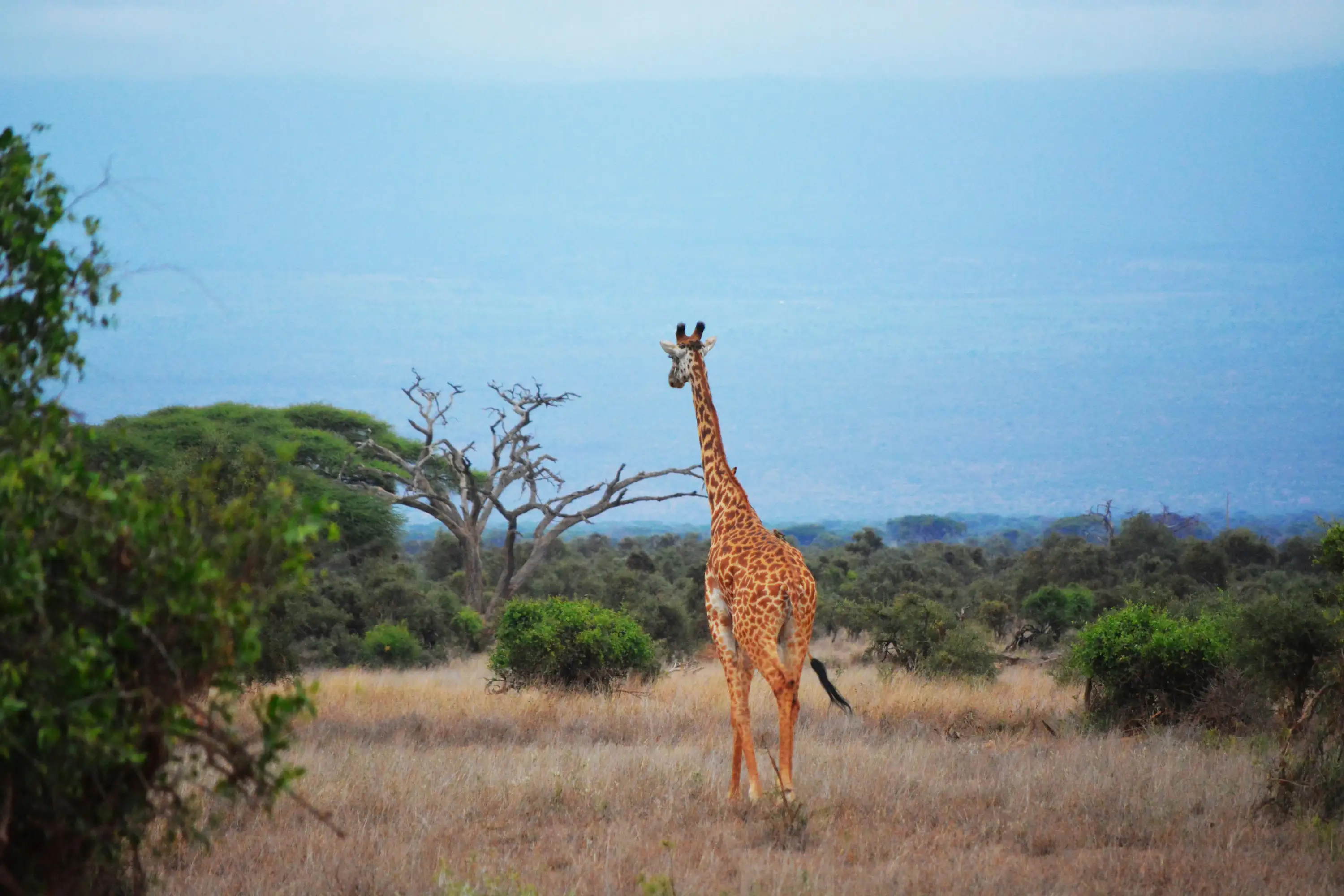 NGORONGORO CRATER