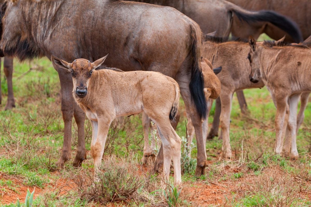7-Day Mid-Range Calving Tour - Sabrahm Safaris