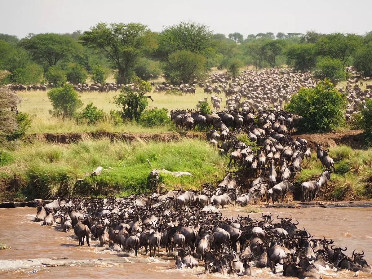 4-Day Ndutu Migration Safari (Witness Calving Season) - Sabrahm Safaris
