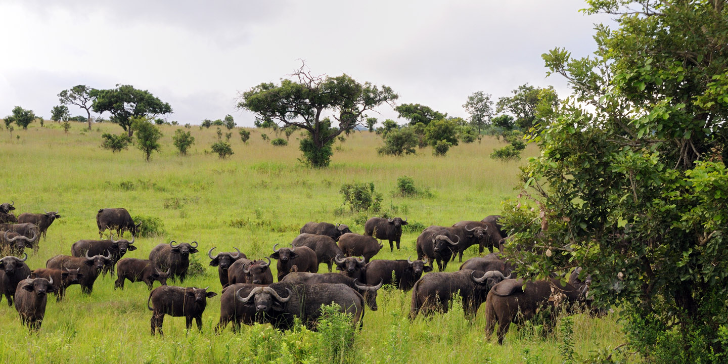 3-Day Southern Circuit Explorer Safari - Sabrahm Safaris