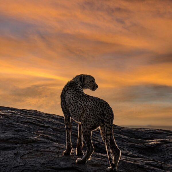 The Perfect Time for a Safari in Tanzania: Your Complete Seasonal Guide