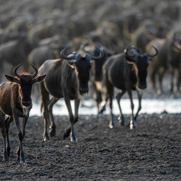 The Great Migration: Witness Nature’s Greatest Spectacle with Sabrahm Safaris