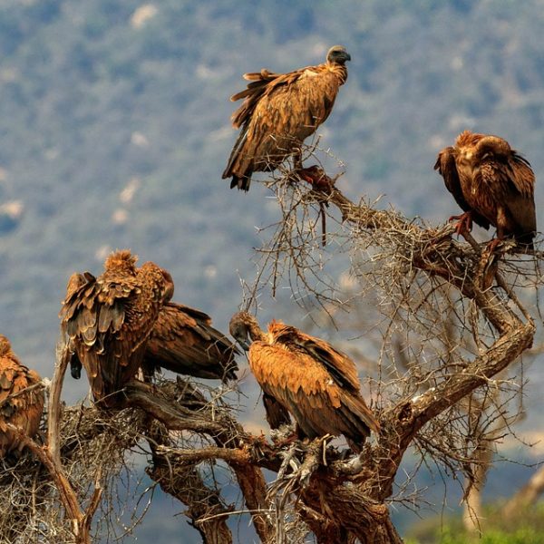 Ultimate Tanzania Safari Guide 2025: Everything You Need to Know